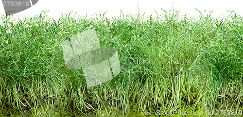 Image of Green grass