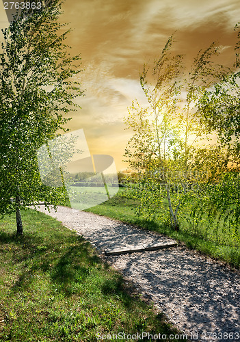 Image of Birches near the road