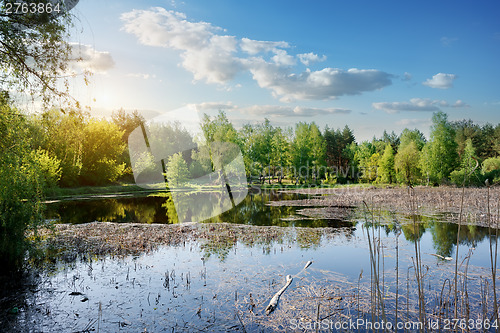 Image of Duckweed on the river