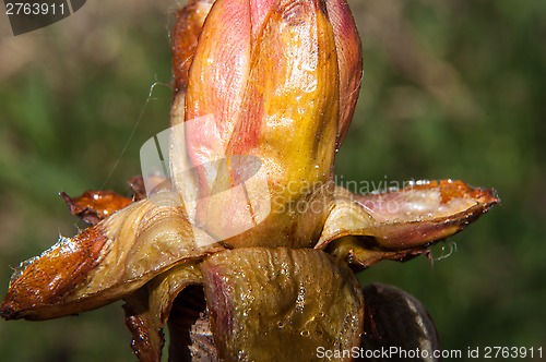 Image of Spring chestnut buds