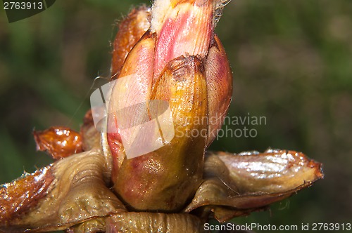 Image of Spring chestnut buds