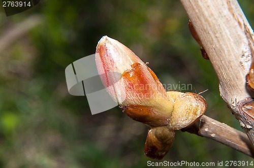 Image of Spring chestnut buds