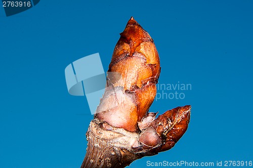 Image of Spring chestnut buds