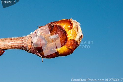 Image of Spring chestnut buds