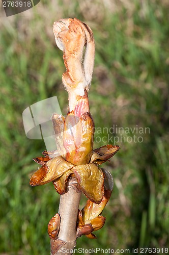 Image of Spring chestnut buds