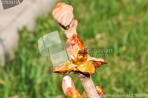 Image of Spring chestnut buds