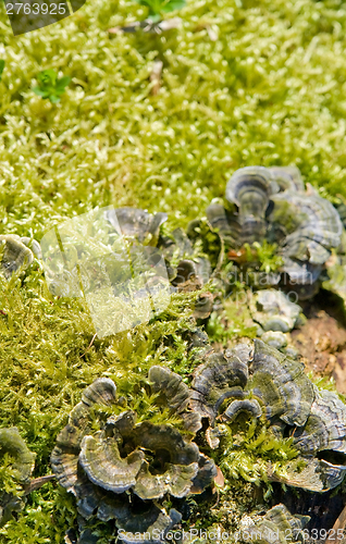 Image of moss detail