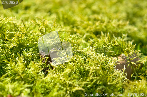 Image of moss detail