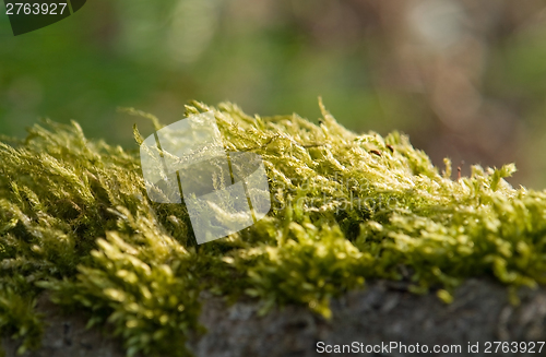 Image of moss detail