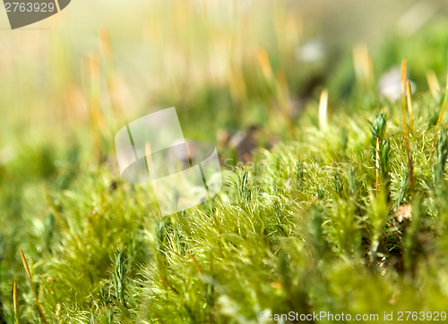 Image of moss detail