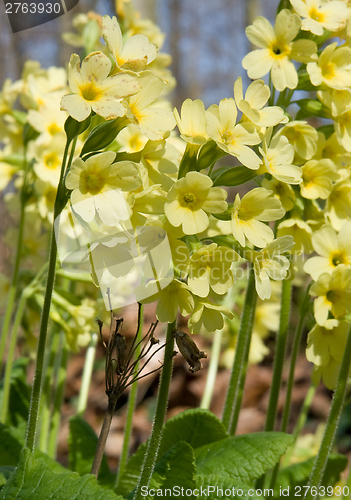 Image of common cowslip