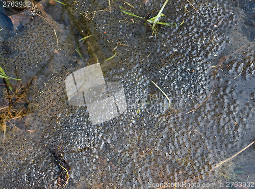 Image of frog spawn