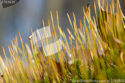 Image of moss detail