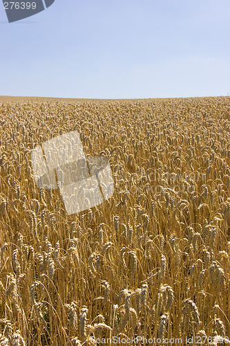 Image of Summer field