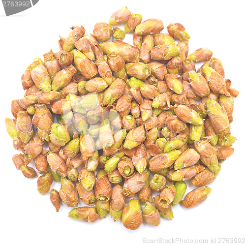Image of black currant buds
