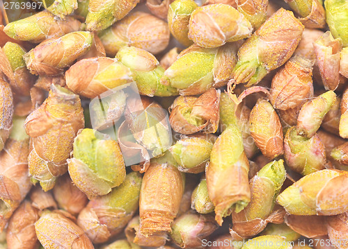 Image of black currant buds