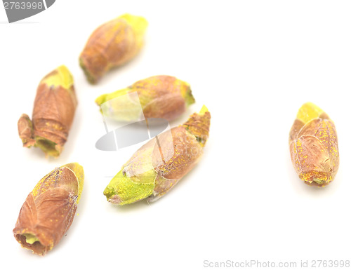 Image of black currant buds