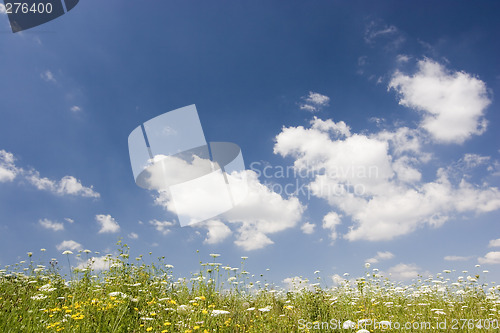 Image of Meadow in summer