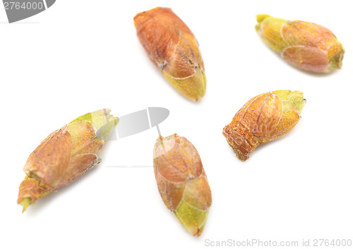 Image of black currant buds