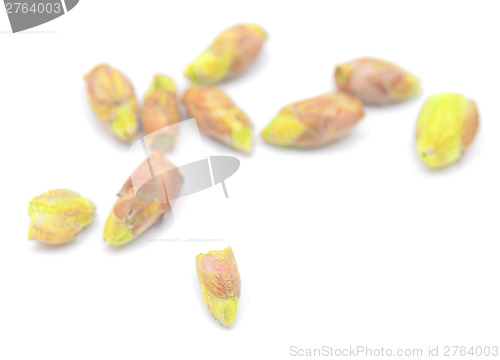 Image of black currant buds
