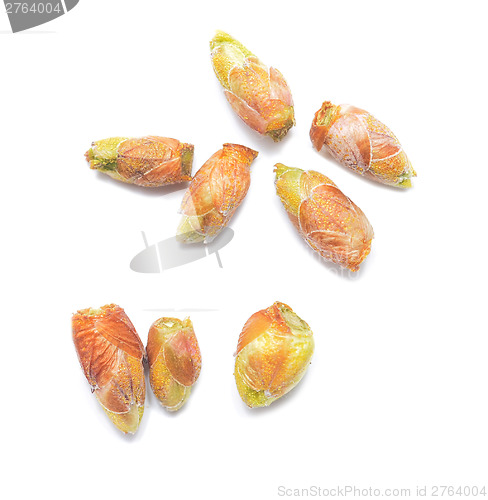 Image of black currant buds