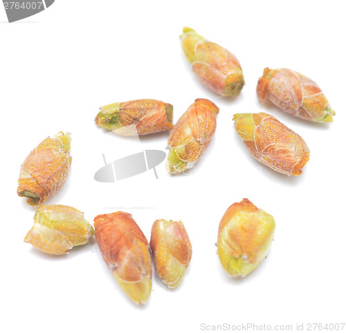 Image of black currant buds
