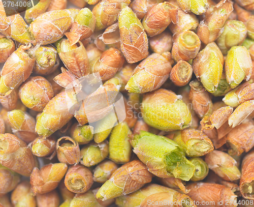 Image of black currant buds