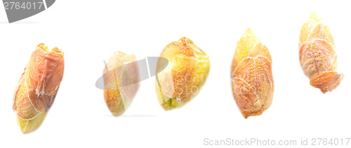 Image of black currant buds