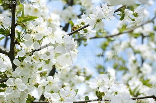 Image of Rapid flowering of sweet cherry tree