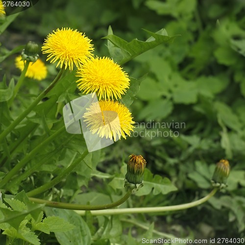 Image of Flowering dandelion in spring