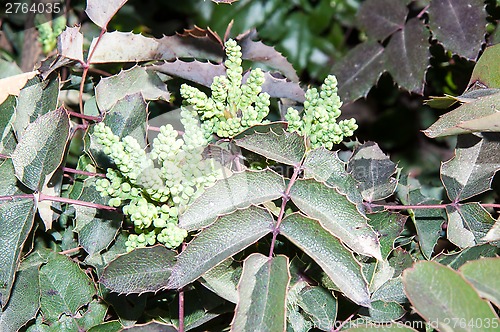 Image of The ovary of the flower of the spring Mahonia