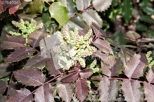 Image of The ovary of the flower of the spring Mahonia