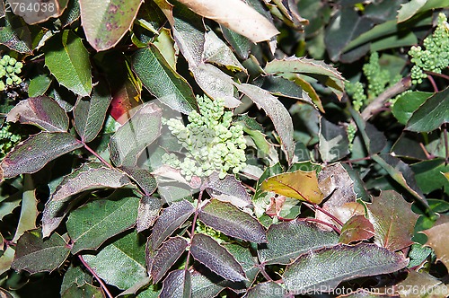 Image of The ovary of the flower of the spring Mahonia