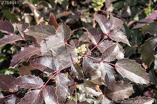 Image of The ovary of the flower of the spring Mahonia