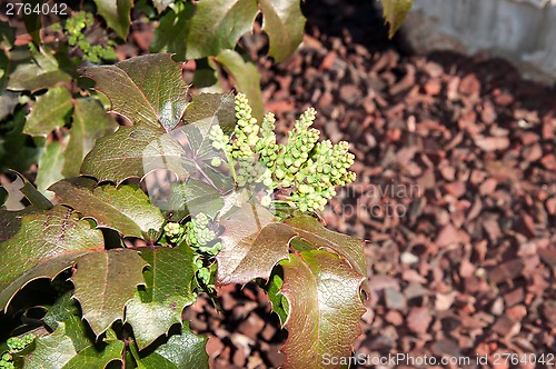 Image of The ovary of the flower of the spring Mahonia