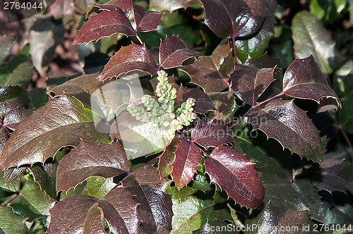 Image of The ovary of the flower of the spring Mahonia