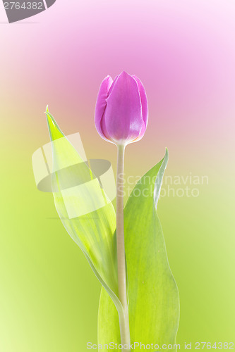 Image of Purple tulip isolated