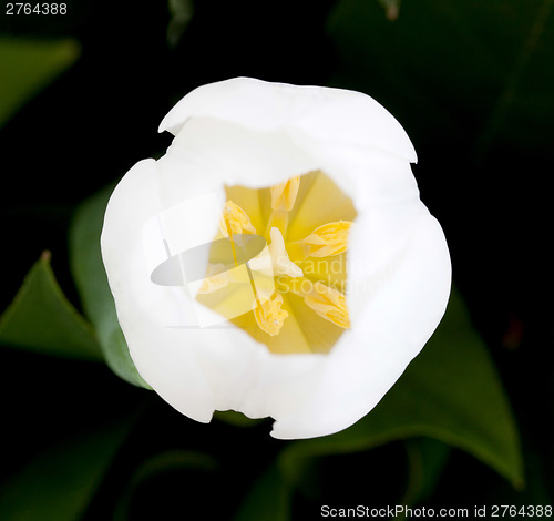 Image of Top view of a white tulip, selective focus