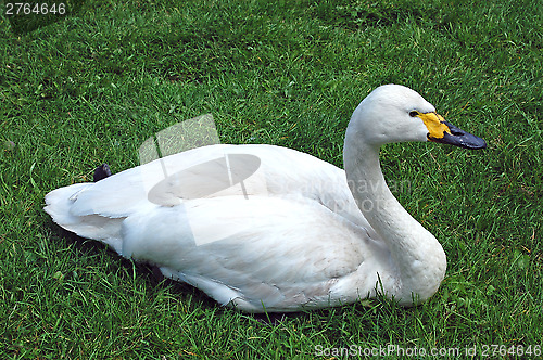 Image of  Swan on the grass