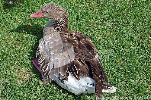 Image of Goose on grass