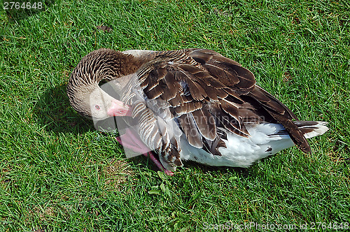 Image of Goose on grass