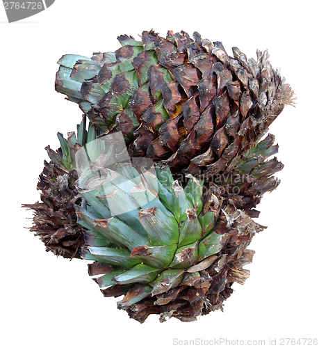 Image of Agave tequilana