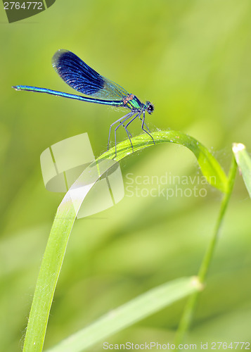 Image of blue Dragonfly 