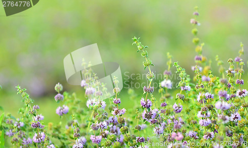 Image of lavender