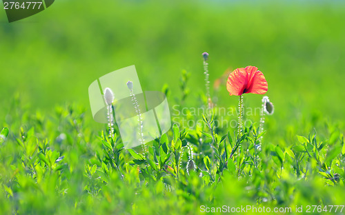 Image of Red poppy