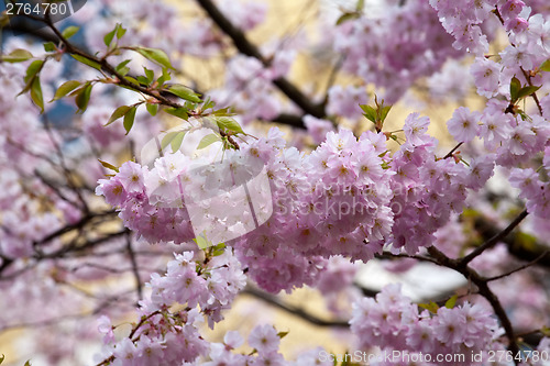 Image of blooming tree