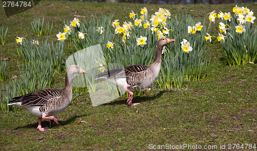 Image of two geese on spring flowers background