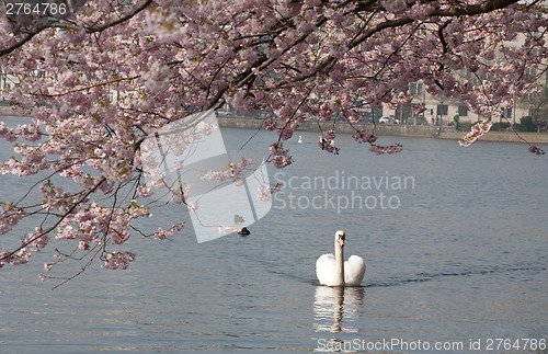 Image of white swan under blooming tree