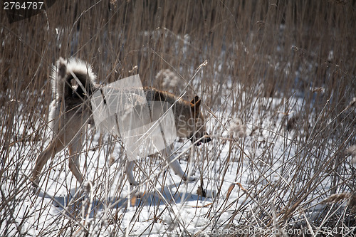 Image of hunting dog