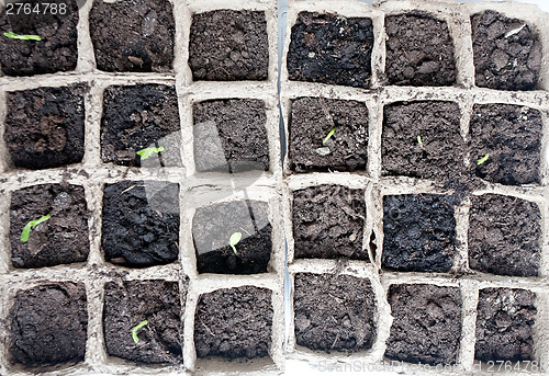 Image of new seedlings